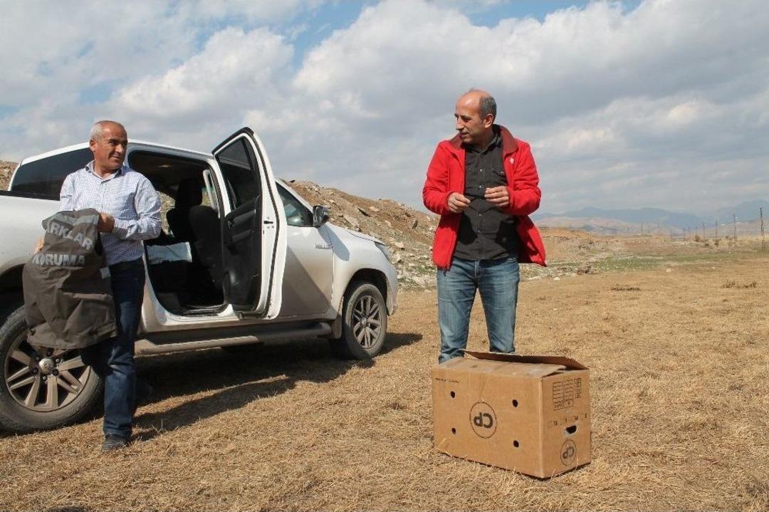 Silopi&rsquo;de Yakalanan Tura&ccedil; Kuşları Doğaya Bırakıldı