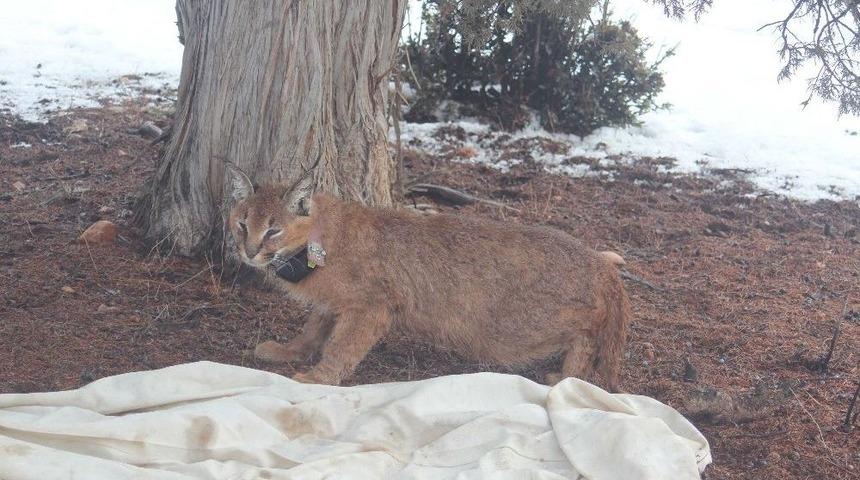 T&uuml;rkiye&rsquo;de İlk Kez Antalya&rsquo;da Bir Karakulak Gps&rsquo;li Tasma İle İzlenmeye Başlandı