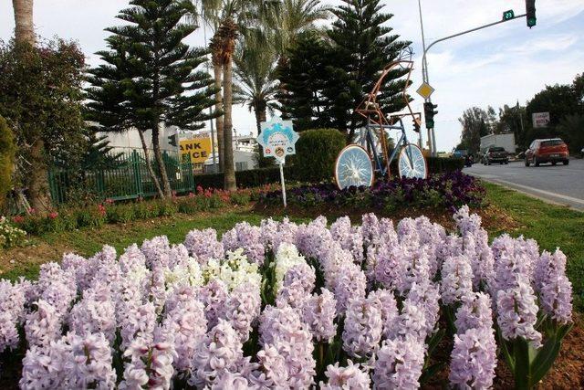 Alanya’nın Kavşak Ve Refüjleri Çiçek Açtı