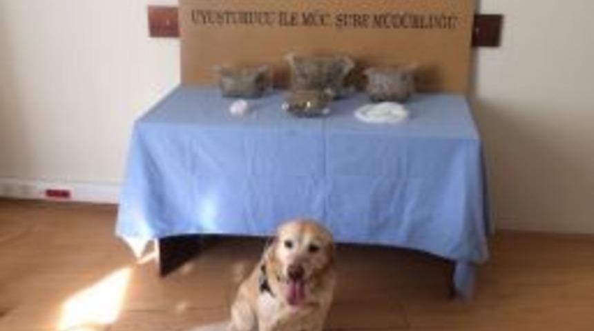 Ordu&rsquo;da Zehir Tacirlerine Darbe