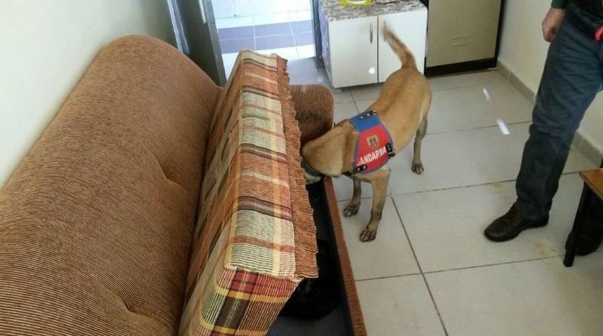 Jandarmadan Uyuşturucu Ve Silah Operasyonu