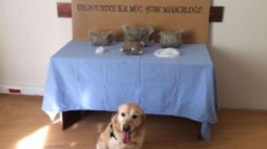 Narkotik K&ouml;peği &lsquo;Vasil&rsquo; Esrar Ve Uyuşturucu Buldu