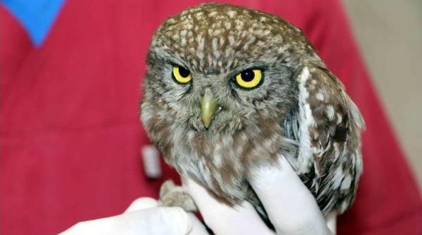 Yaralı Yavru Baykuş Tedavi Edildi