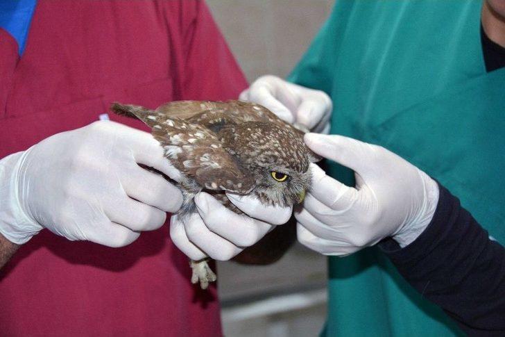 Yavru Baykuş Barınakta Tedavi Edildi G1