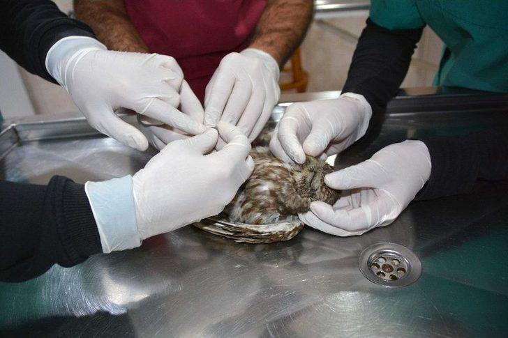 Yavru Baykuş Barınakta Tedavi Edildi G2