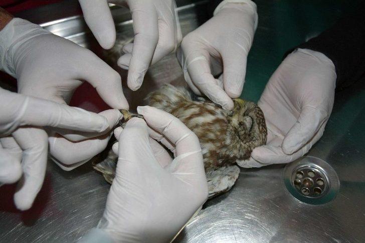 Yavru Baykuş Barınakta Tedavi Edildi G3