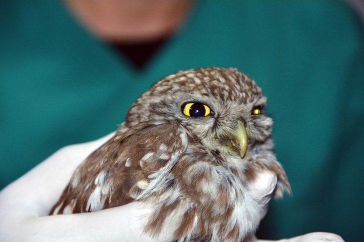 Yavru Baykuş Barınakta Tedavi Edildi G4