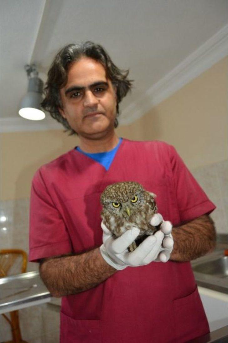 Yavru Baykuş Barınakta Tedavi Edildi G5