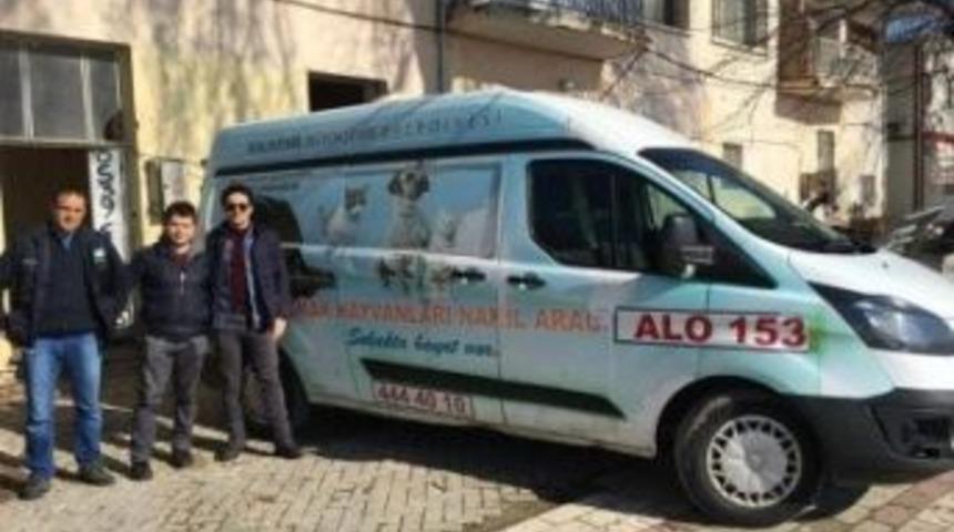 Adadaki Sokak Hayvanları Kısırlaştırılıyor