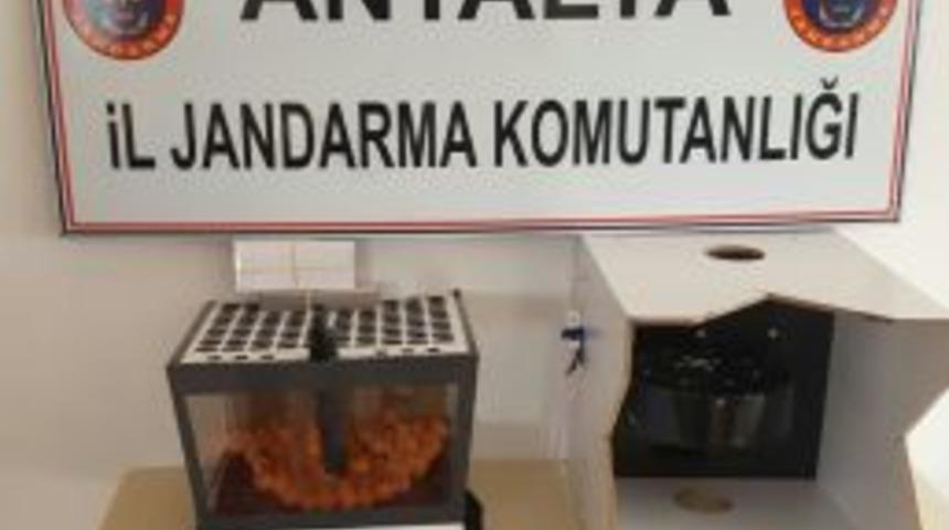 Manavgat&rsquo;ta Kumar Baskını