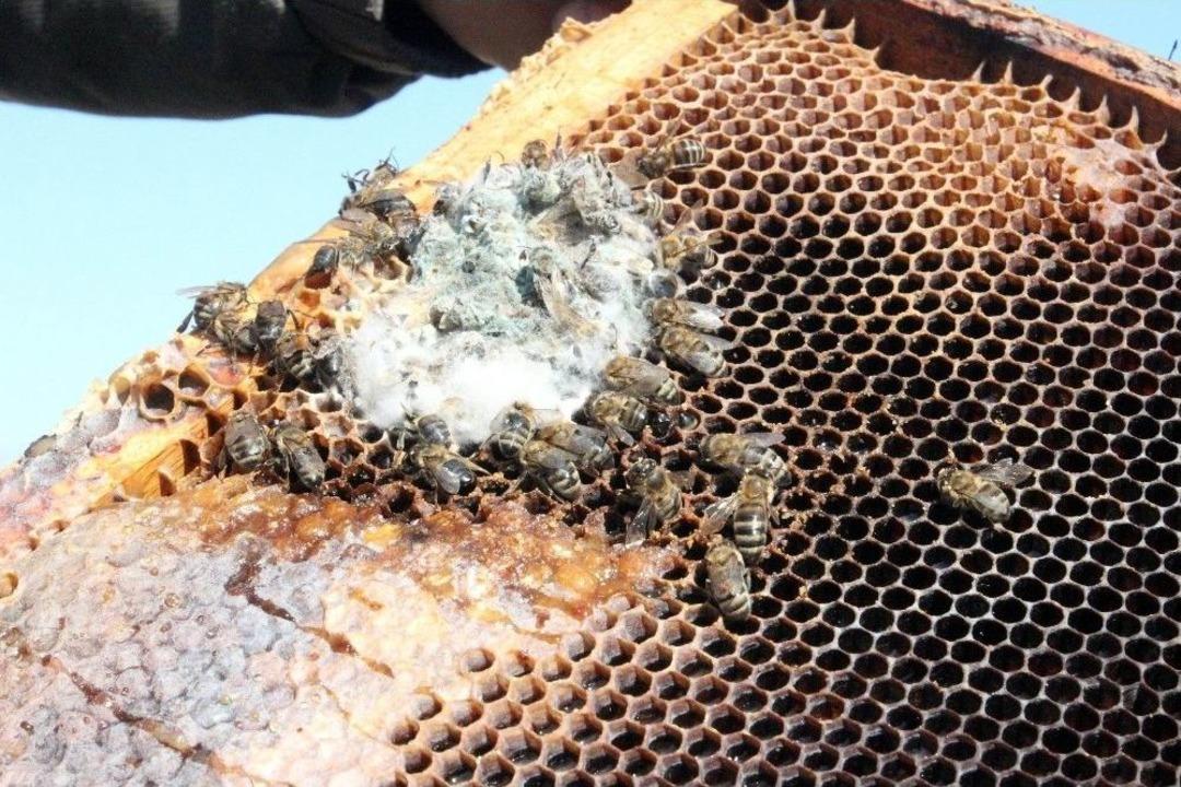 (&ouml;zel Haber) Arıların En B&uuml;y&uuml;k D&uuml;şmanı &lsquo;yalancı Bahar&rsquo;