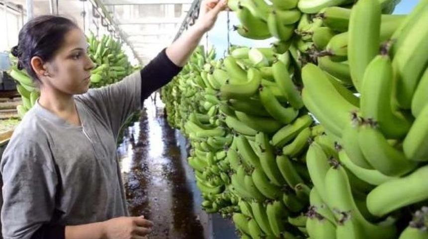 Yerli Muzda Hedef 1 Milyon Ton