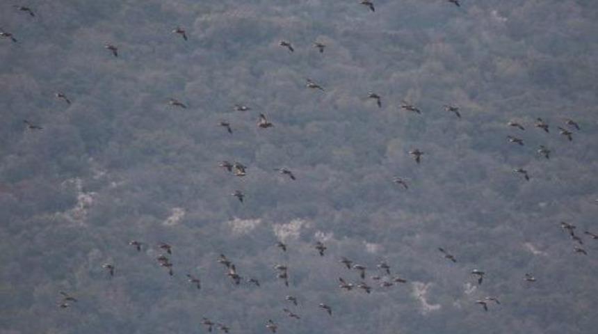 Bursa'da Kış Ortası 59 Bin Kuş Sayıldı