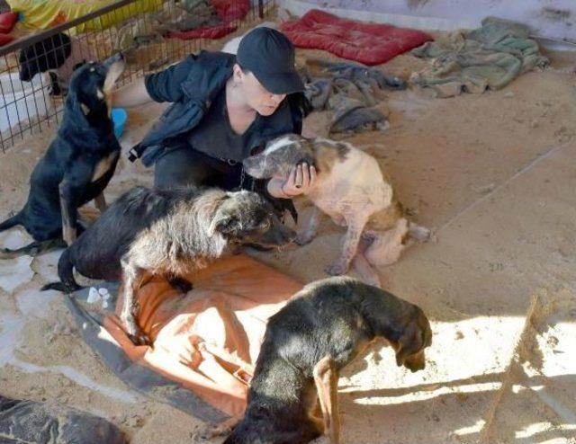 Öğretmenliği Bıraktı, Veterinerlik Eğitimi Aldı, Kurduğu Barınakta 400 Köpeğe Bakıyor