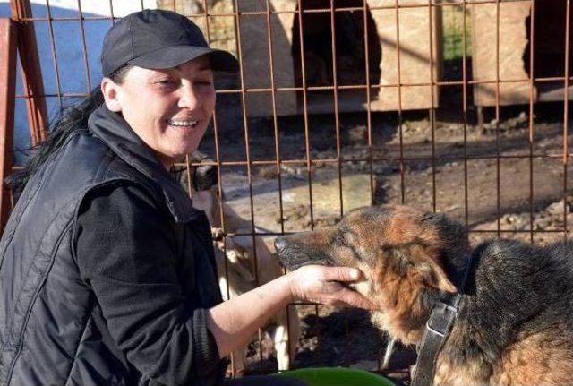 Öğretmenliği Bıraktı, Veterinerlik Eğitimi Aldı, Kurduğu Barınakta 400 Köpeğe Bakıyor