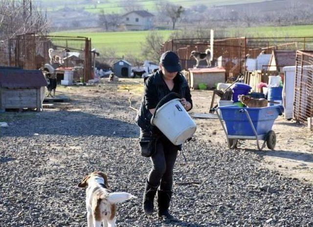 Öğretmenliği Bıraktı, Veterinerlik Eğitimi Aldı, Kurduğu Barınakta 400 Köpeğe Bakıyor