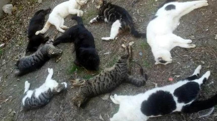 Alanya'da 30 Kedi Katledildi