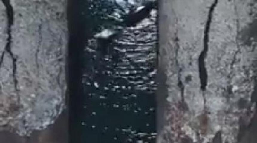 İskenderun K&ouml;rfezi'nde Akdeniz Foku G&ouml;r&uuml;nt&uuml;lendi