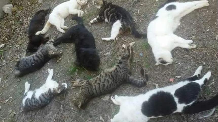Alanya&rsquo;da Kedi &Ouml;l&uuml;mleri