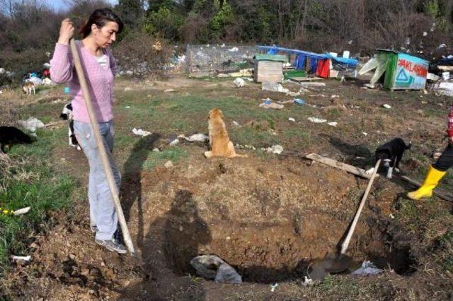 Bartın'daki Hayvanseverler Açlık Grevini Sürdürüyor