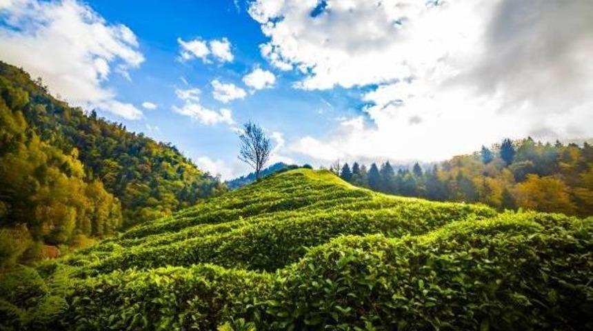 Doğu Karadeniz&rsquo;De Organik &Ccedil;ay Tarımı Bir Yıl Ertelendi