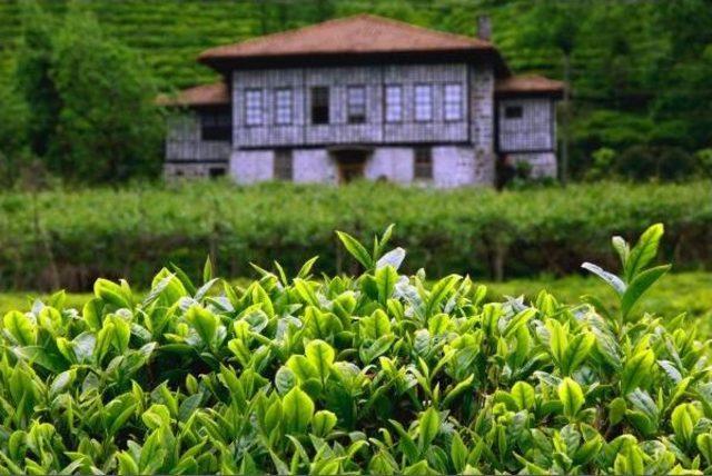 Doğu Karadeniz’De Organik Çay Tarım Alanları Artıyor