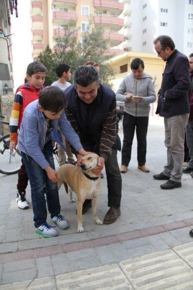 Alanya’daki Kedi Ölümlerine Hayvan Severlerden Tepki