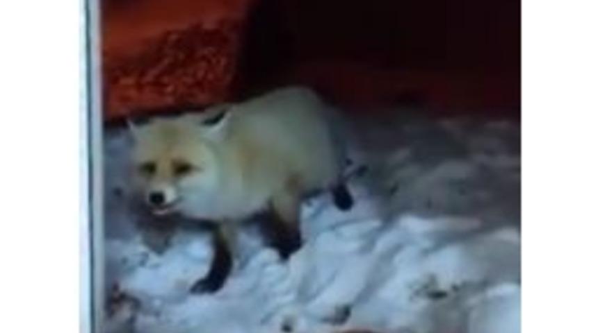 A&ccedil; Kalan Tilkiyi Ekmekle Besledi