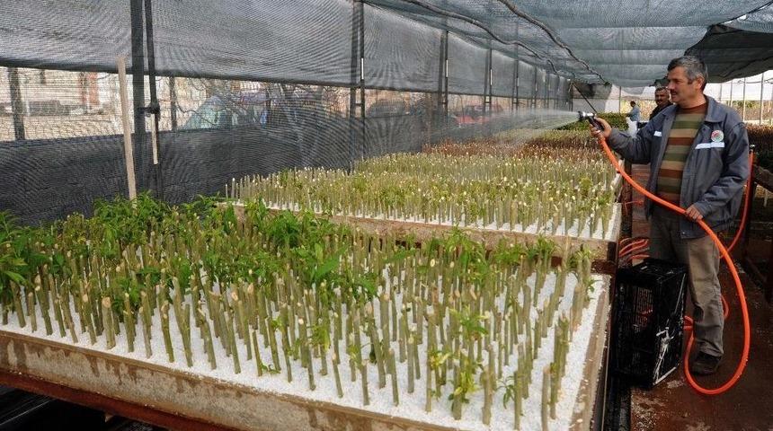 Kepez Belediyesi &Ccedil;i&ccedil;eğini Kendisi Yetiştiriyor