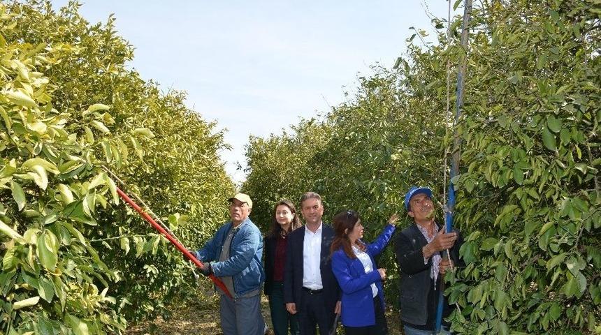 Narenciye &Uuml;reticisi Kışın Yaralarını Sarıyor