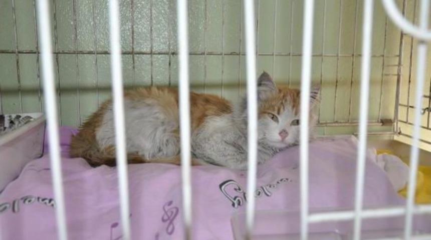 Mehmet&ccedil;iğin El Bab'da Bulduğu 'barış' Adlı Kedi T&uuml;rkiye'de