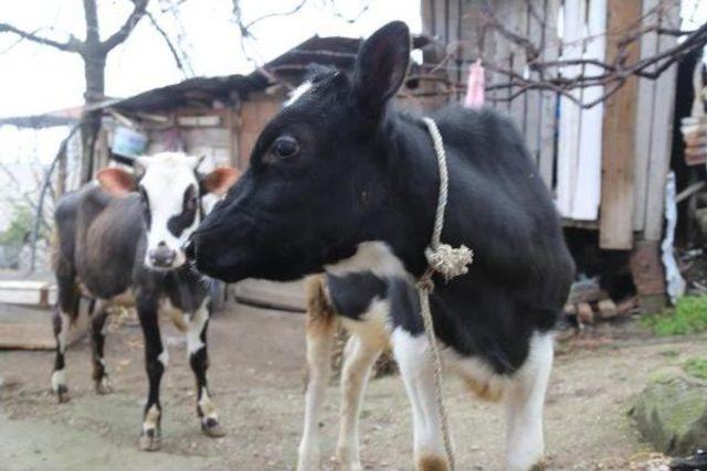 Yangından Hayvanlar Son Anda Kurtarıldı