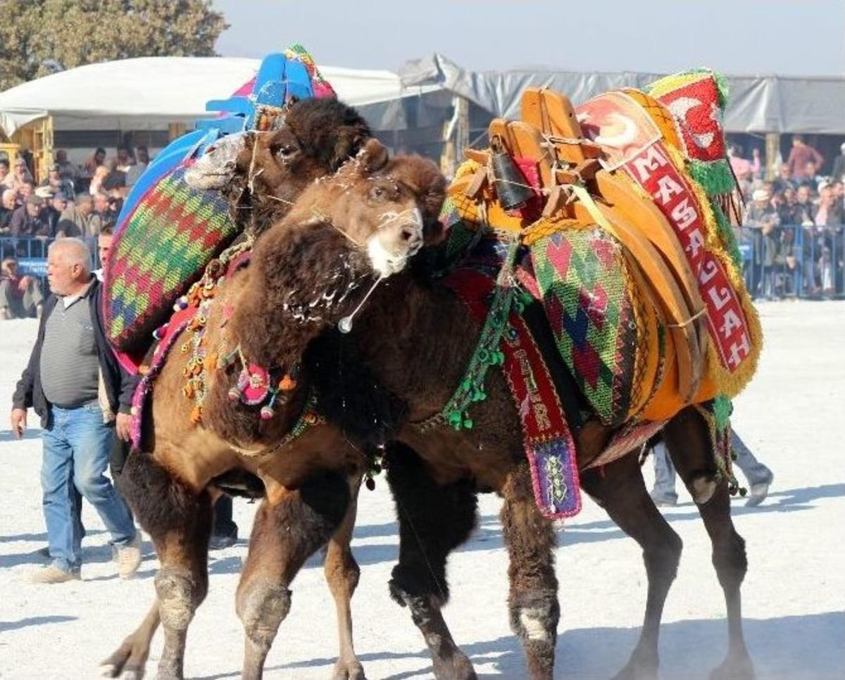 Manisa&rsquo;da 56 Yıl Sonra Deve G&uuml;reşi Coşkusu