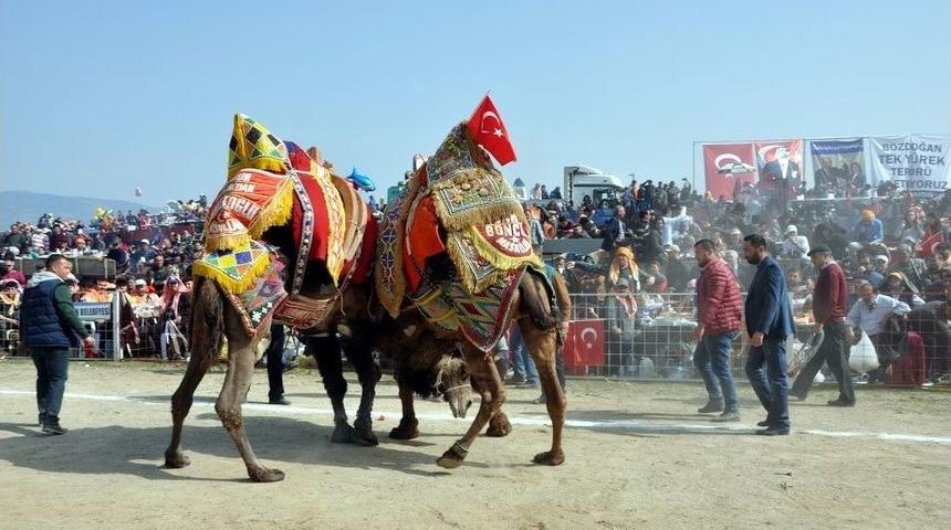 Bozdoğan&rsquo;da Deve G&uuml;reşlerini 15 Bin Kişi İzledi