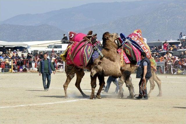 Bozdoğan’da Deve Güreşlerini 15 Bin Kişi İzledi