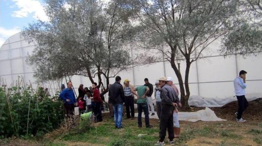 Zeytin Toplarken Canından Oluyordu