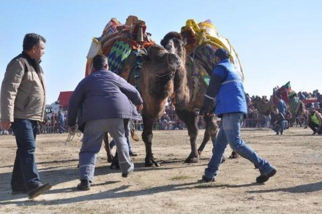 Sezonun Ilk Güreşinde Develeri Sıcak Çarptı