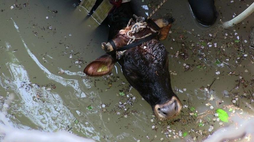 Kuyuya D&uuml;şen İnek İ&ccedil;in Seferber Oldular