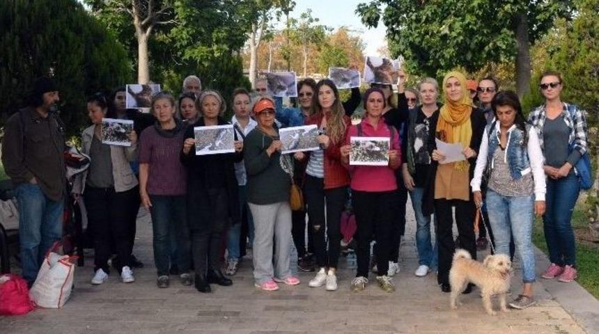 Antalya&rsquo;daki Kedi Katliamına Tepkiler S&uuml;r&uuml;yor