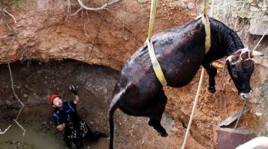 Kuyaya D&uuml;şen 300 Kiloluk Inek, 5.5 Saatte Kurtarıldı