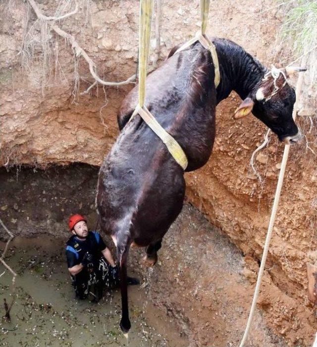 Kuyaya Düşen 300 Kiloluk Inek, 5.5 Saatte Kurtarıldı