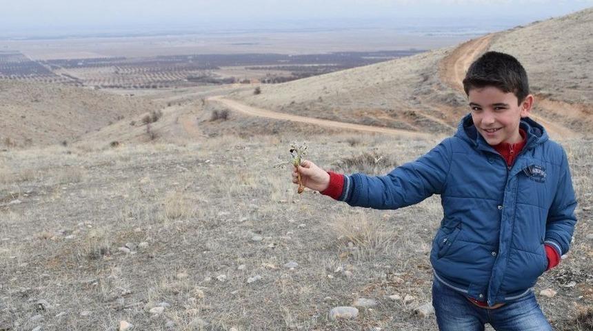 Malatya&rsquo;nın Ak&ccedil;adağ İl&ccedil;esinde "nevruz &Ccedil;i&ccedil;ekleri" A&ccedil;maya Başladı