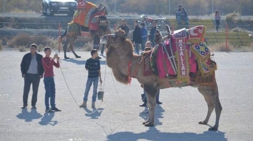 Burhaniye&rsquo;de Develere T&ouml;renle Havut Giydirildi