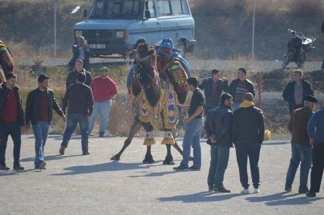 Burhaniye’de Develere Törenle Havut Giydirildi