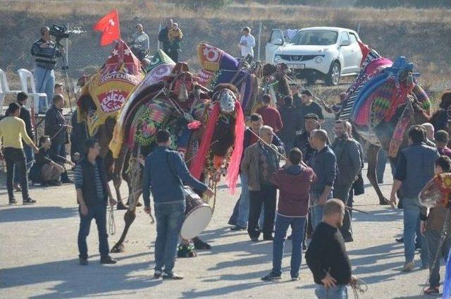 Burhaniye’de Develere Törenle Havut Giydirildi