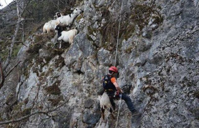 Keçiler Kayalıklarda Mahsur Kaldı