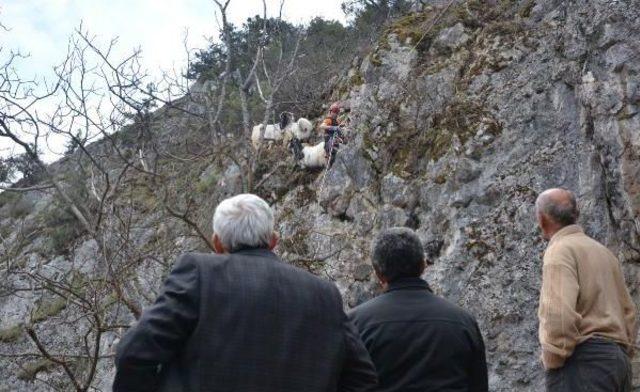 Keçiler Kayalıklarda Mahsur Kaldı