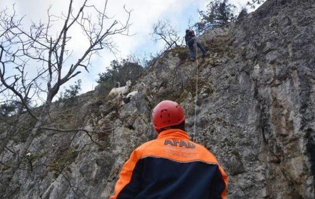 Keçiler Kayalıklarda Mahsur Kaldı