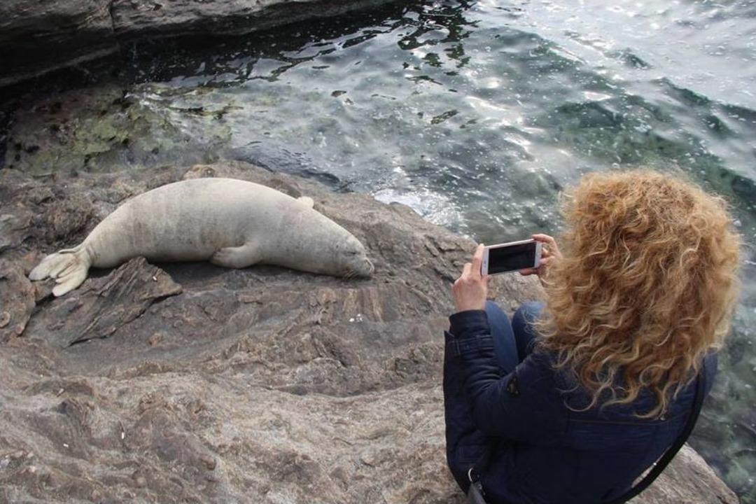 Kuşadası K&ouml;rfezi&rsquo;nin Gediklisi Fok, Uyumak İ&ccedil;in Bu Kez Kayalıklara &Ccedil;ıktı