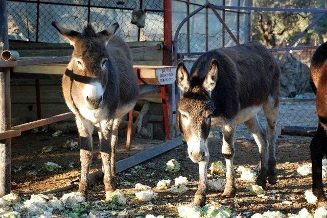 (özel Haber) Altınla Yarışan Eşek Sütünün Fiyatı 80 Lira